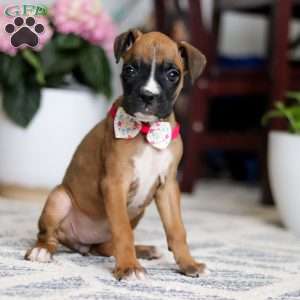 Denali, Boxer Puppy